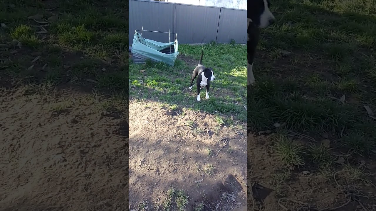 Craig's Pitbulls Zeus's adventures