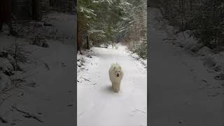 Three Labradors Holding a Stick Together While Running around Snow