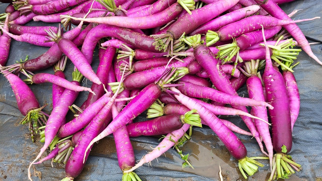 Gulong Raddish Harvesting Raddish - YouTube