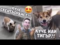 Най-Яките Кучета в TIK TOK