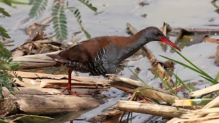 African Rail, Rallus Caerulescens