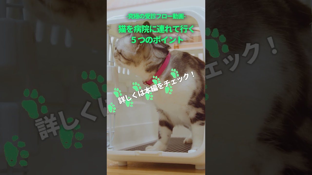 究極の受診フロー キャリーケースに慣れさせる ショート動画