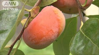 いまが食べごろ！　甘～い「富有柿」収穫ピーク(18/11/10)