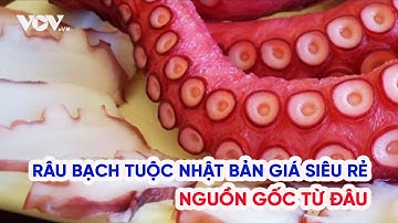 Râu bạch tuộc Nhật Bản giá siêu rẻ nguồn gốc từ đâu