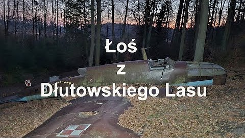 Łoś z Dłutowskiego Lasu. Dłutówek. Łódzkie. Polska.