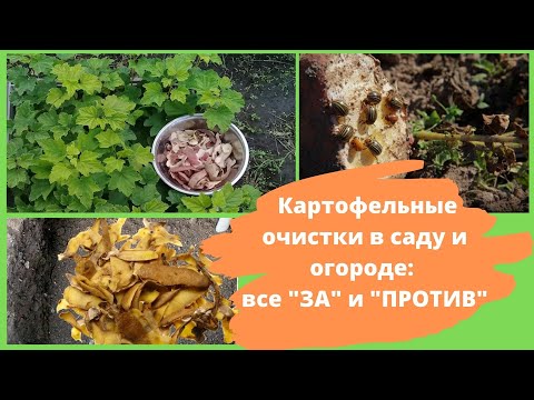 Видео: Можно ли использовать картофельную кожуру в компосте? Советы по добавлению картофельной кожуры в компостную кучу