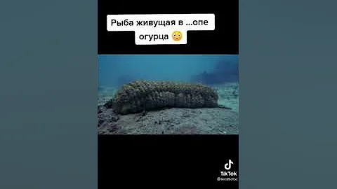 рыба живёт в жопе огурца!!!
