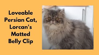 Loveable Persian Cat's Matted Belly Clip