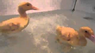 2 Neglected Ducks Get Their First Swim