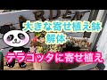 【多肉植物】⑮大きな鉢を解体してテラコッタに寄せ植え