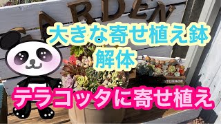【多肉植物】⑮大きな鉢を解体してテラコッタに寄せ植え