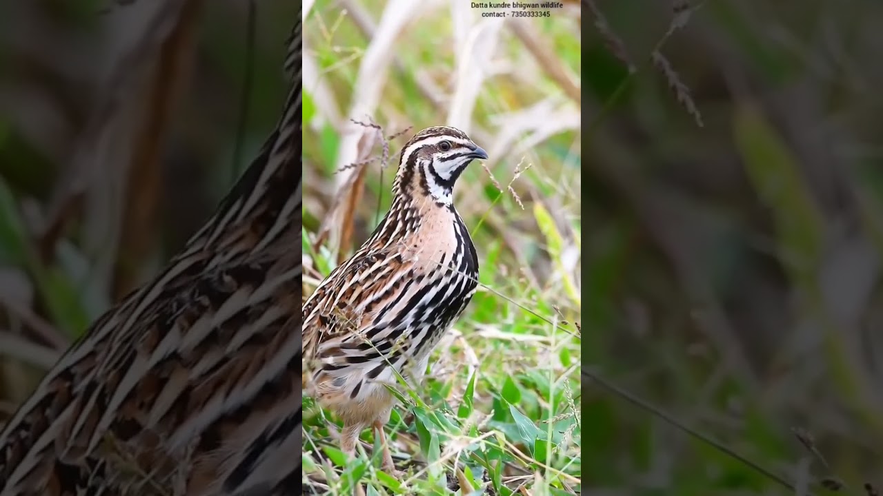 Rain quail Calling...                        July - 2023 / contact - 7350333345