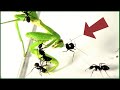 蟻戦争Ⅲ#216 「大きなアリ」がカマキリに遭遇するとこうなる。【後編】編~Big ants meet a mantis~