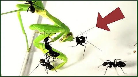 カマキリ捕食 Mp3
