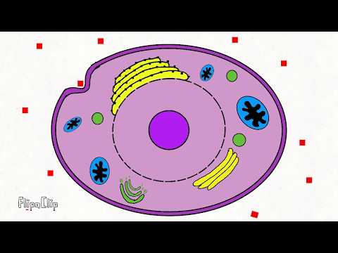 Video: Sú Bunky Snehuliaka Realistické? Kryokonzervované Tkanivá Ako Zdroj Pre Jednobunkové Experimenty Na Sekvenovanie RNA