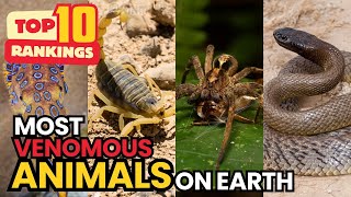 Top 10 Most VENOMOUS ANIMALS on Earth (2025) 🐍 | Earth’s Silent Assassins Discovered!