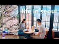 Korea vlog  spring in traditional seoul old neighborhoods cherry blossoms sights  cafes