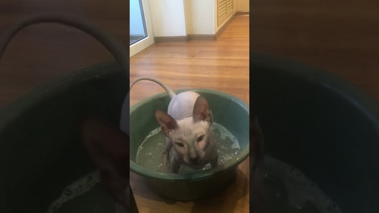 Приучение к водным процедурам, Донского сфинкса!#донскойсфинкс#котята#сфинксы#коты