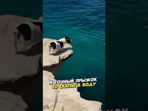 Профессиональный ныряльщик 🤣
