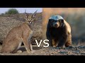 honey badger vs caracal