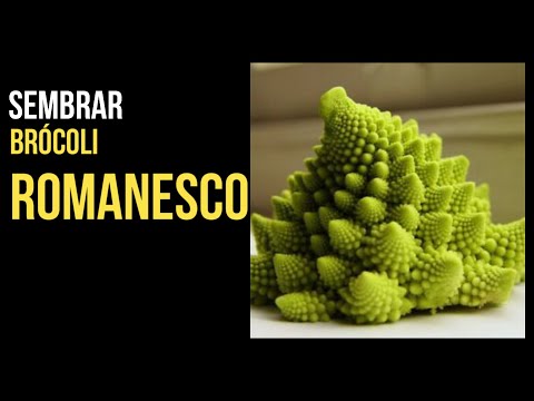 Video: Qué es el romanesco: consejos para cultivar brócoli romanesco