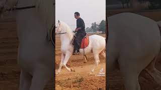 واہ بھائی واہ #sindhihorse #horseracing #viral #horser #horsesports #horseriding answer #horseraces