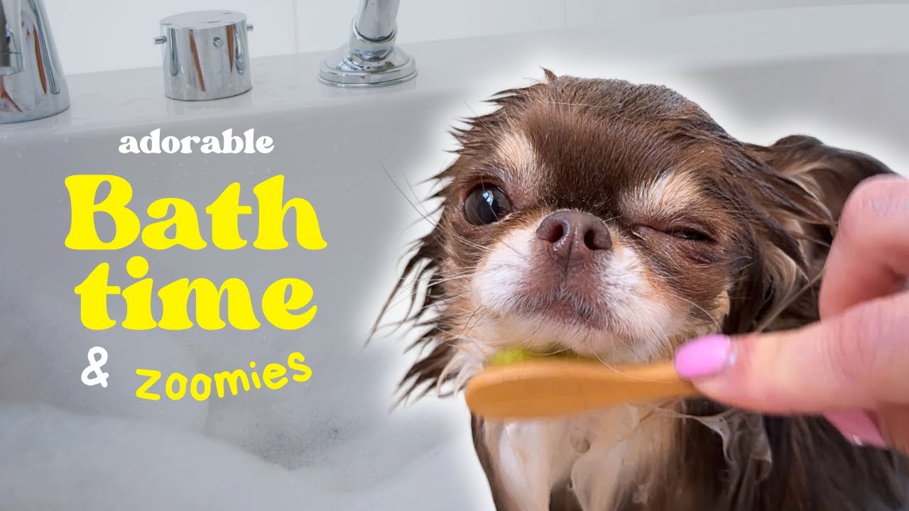 Cutest Small Dog Bath Routine