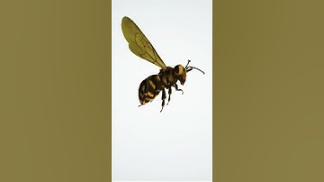 Thumbnail of Honey bee sound effects  #shorts