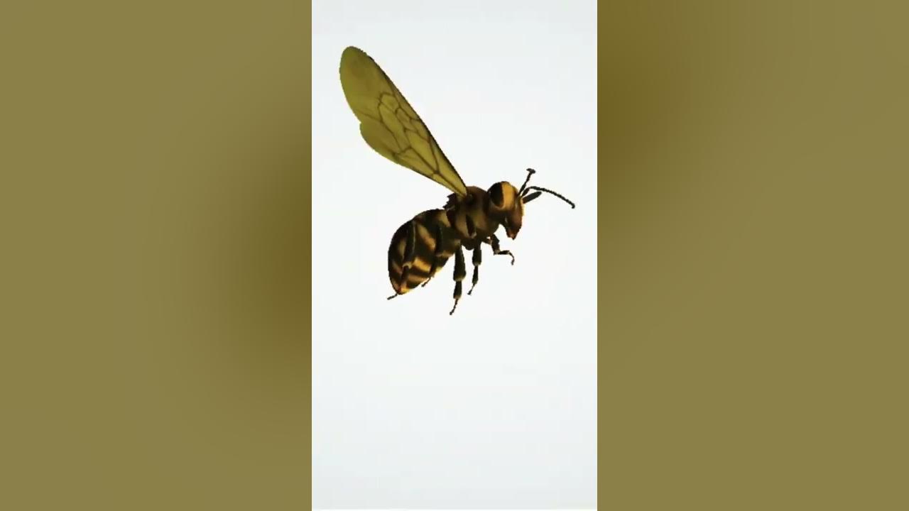Honey bee sound effects  #shorts