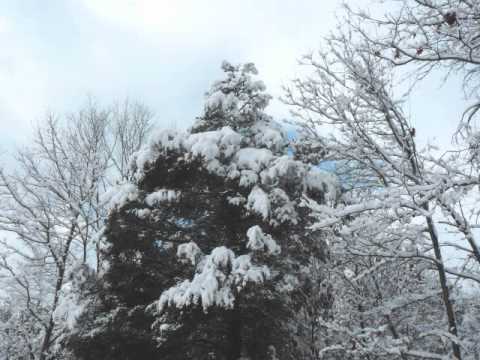 Snow fall on the farm - January 27 2011