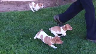 Jack Russell Terrier Puppies For Sale