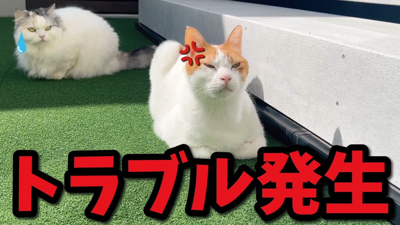 猫ちゃん　割れあり　節抜けあり　現品処分 We've run into a bit of an unexpected problem - YouTube