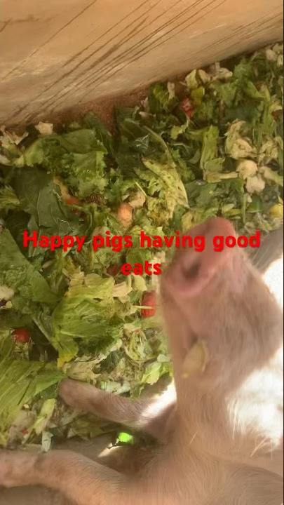 Feeding pigs with veggies
