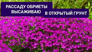 РАССАДУ ОБРИЕТЫ ВЫСАЖИВАЮ В ОТКРЫТЫЙ ГРУНТ. ВСЕ ТОНКОСТИ И НЮАНСЫ.