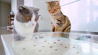 Cats Fishing For Snacks! | Compilation