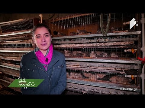 შემოსავლიანი ბიზნესი, რომელიც ფრინველების სიყვარულით დაიწყო - ფერმერი გოგონას ისტორია
