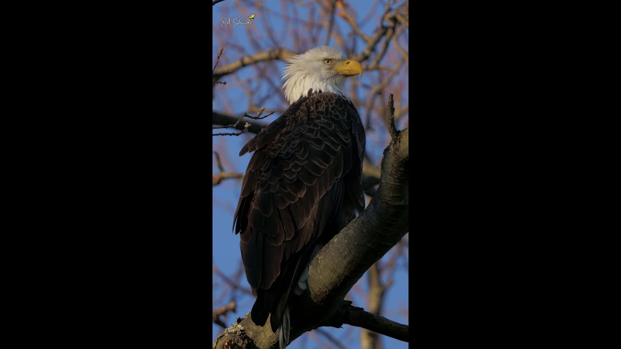 C8, C9 & C10 Fledged *** Bald Eagles of Centerport Live Stream www