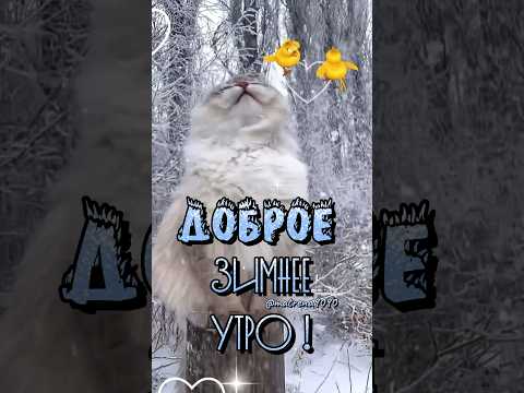 Доброе ☃️зимнее утро ☃️☃️☃️