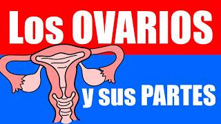 Cómo Funcionan Los Ovarios En El Sistema Reproductor Femenino?