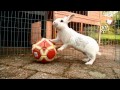 30 bunny tricks