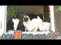 猫に憧れて猫のように生活するパグ