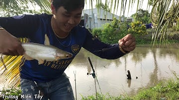 Câu Cá Tra Cá Ăn Liên Tục Nhìn Cá Ục Cũng Thấy Mê - Fishing || MinhTrường7k_Miền Tây