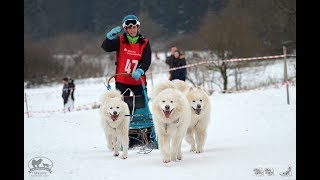 Samojeden beim Schlittenhunderennen Liebenscheid 2019