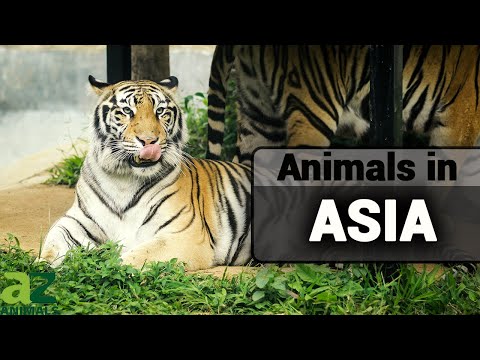 Video: Animals of Asia. Diversity of flora and fauna
