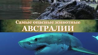 САМЫЕ ОПАСНЫЕ ЖИВОТНЫЕ АВСТРАЛИИ