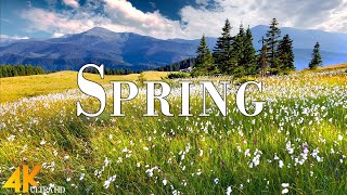 Spring 4K Ultra HD • Stunning Footage Spring, Scenic Relaxation Film with Calming Music.