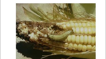 Tissue Specific Expression