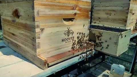Honey Bee Package Installation - First Time BeeKeeper