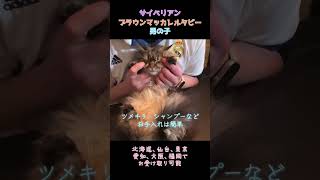 サイベリアンくんは神メソッドで教育を受けて、歯磨き時も口を開かないようにして協力してくれます #飼い主様募集中 #猫の躾 #サイベリアン#猫の歯磨き