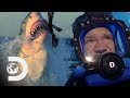 Man swims with great white sharks in open waters  swimming with monsters